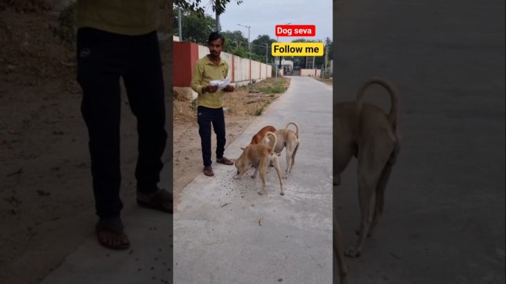 बच्चो का प्यार | Dog ka Favourit | Food | Pet Vlog in Hindi | shorts  | Ranchhod vlog