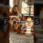 Dogs Get Jealous When You Pet Others—Science Proves It! 🐶❤️