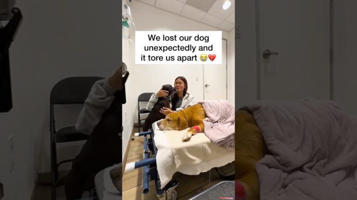 Dogs are family ❤️ #pets #pet #petloss #dogloss #dog #dogs #doglover #griefsupport #petlossgrief