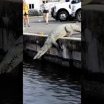 Don’t Pet Thease Animals #shorts #facts