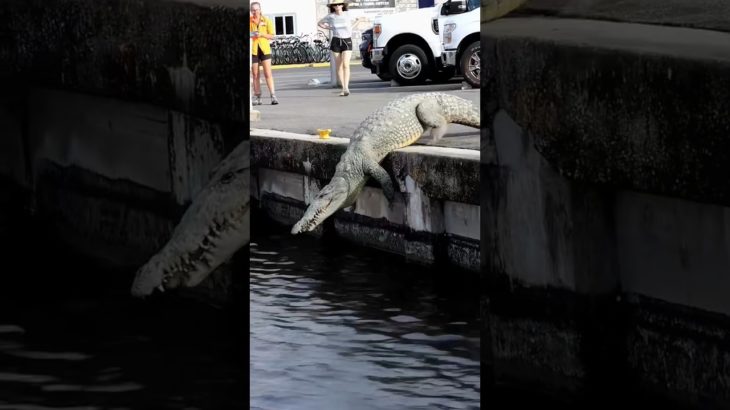 Don’t Pet Thease Animals #shorts #facts