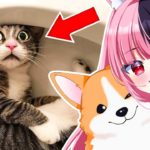 FUNNIEST Pet Videos Of The Decade | Daily Dose Of Internet React