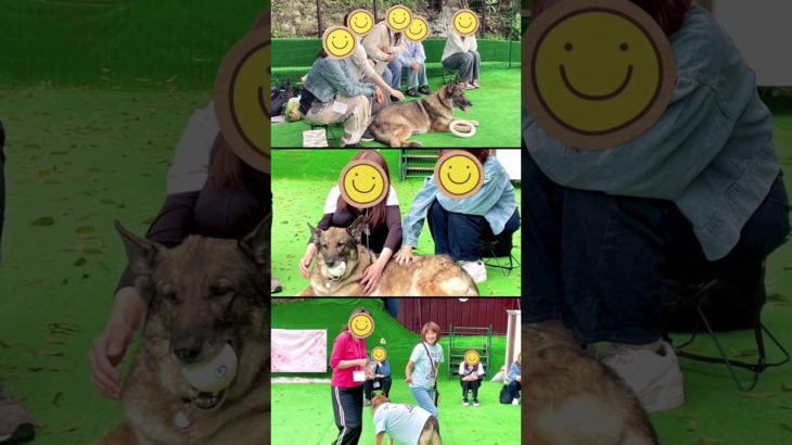 ペットモデル育成スクール｜わんこの教室FUN&SMILE イベントや講座の様子