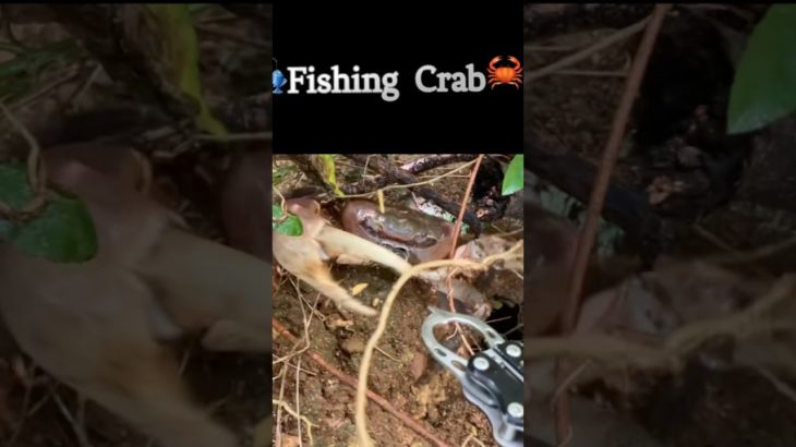 🦀Fishing Crab🎣#fishing#crab