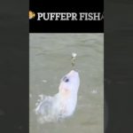 🐡フグ釣り🎣Fishing Pufferfish#fishing #pufferfish