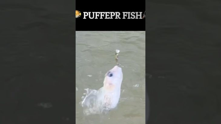 🐡フグ釣り🎣Fishing Pufferfish#fishing #pufferfish