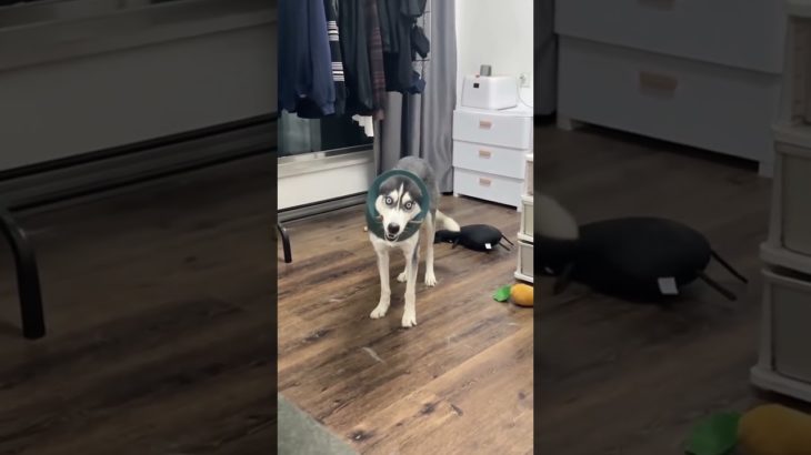 Funny and cute dogs compilation#funnydogs#cute#doglover#doglife#cure#dogshorts#pet#doglife