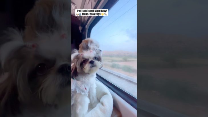 Fur Baby On Train 🚆💛 | Cute + Helpful Pet Travel Tips 🐾✨#travel #ytshorts #pets #travelvlog #yt