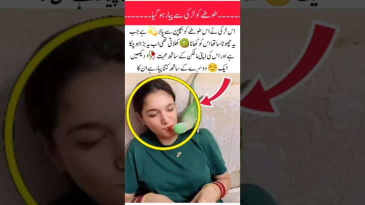 Girls love with his parrot 🦜#parrot #love #beautifulbirds #lovewithowner #pet #birdlovers #nature