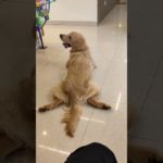 ✂️ Grooming Day for My Cutie Magie 🐾 | Pet Spa Vibes!