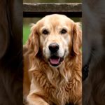 “Heartbreaking Story of a Homeless Pet: From Stray to Rescue” #viralvideo #pets #animals  #cute