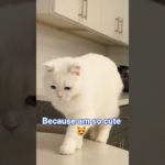 I’m So Cute? 😻📸 | Funny Pet Moments #Shorts