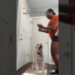 I’m a pet sitter who follows care instructions to a T