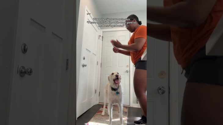 I’m a pet sitter who follows care instructions to a T