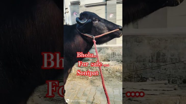 #Jhote ne kya kiya??😆😆#dairy#pet #baffalo #masoom#masoomsharma #baffalo #viralvideo #pets #india