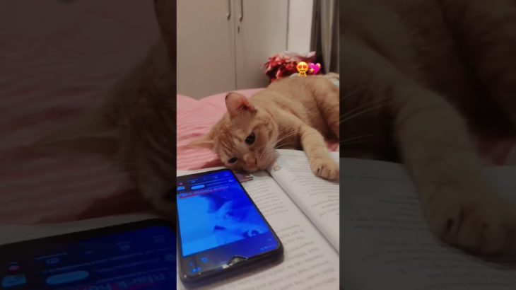 Kun  Anta#trending#viral#CatShorts#CatVideo#FunnyCat#ViralCats#CuteCats#Meow#Pet#cats#cutecat#shorts