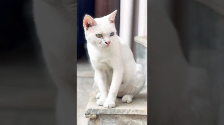 Kya aap ki billi moti hai #cat #catvideos #cute #cats #petlovers #pet #pets