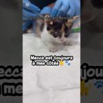Mecca est toujours à mes côtés #cat #pet #shorts #ytshorts #viral