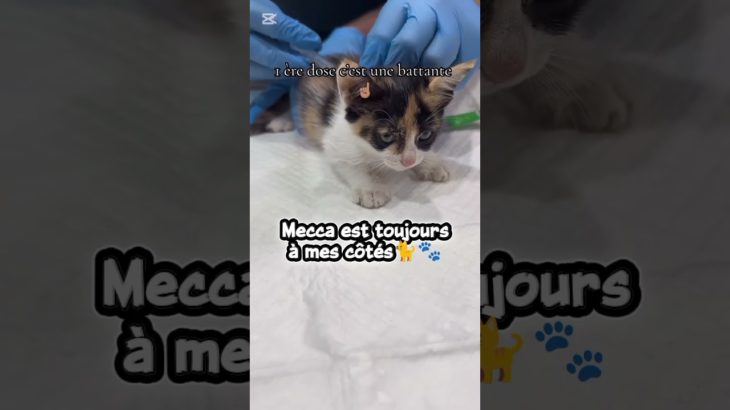 Mecca est toujours à mes côtés #cat #pet #shorts #ytshorts #viral