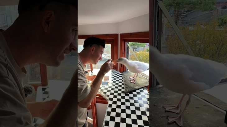 My Pet Seagull & His Patience Training…