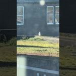 My Pet Seagulls Nest Needs A Re-Model…