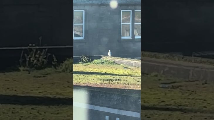 My Pet Seagulls Nest Needs A Re-Model…