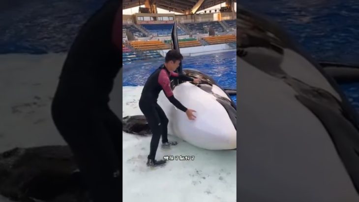 My father has a pet dolphin 😂🐬 #shorts #youtubeshorts #viral