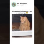 O projeto verão já começou 😂 #pet #pets #cachorrosengraçados #memes #brasil #animaisengraçados