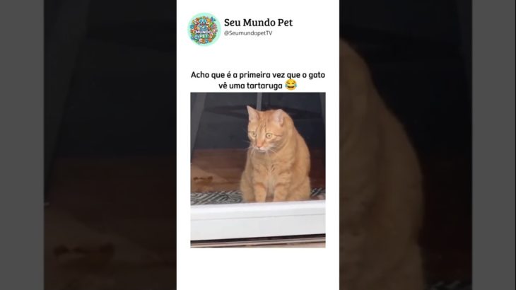 O projeto verão já começou 😂 #pet #pets #cachorrosengraçados #memes #brasil #animaisengraçados