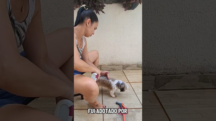 Pet Baixa Renda