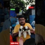 Pet Market Kolkata 😍/lowest price puppy dog/Gallif Street dogs #shorts #viral #dog #dogs #doglover