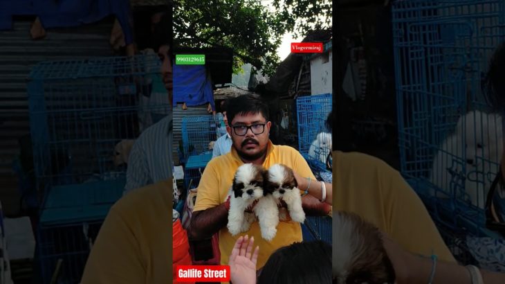 Pet Market Kolkata 😍/lowest price puppy dog/Gallif Street dogs #shorts #viral #dog #dogs #doglover