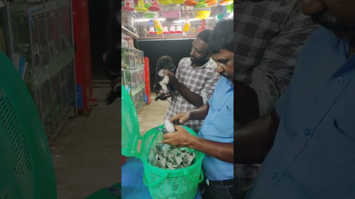 ഞങ്ങളുടെ ആദ്യ Pet Transport ✨ | Miniature Pomeranian Puppy to Thodupuzha 🐶 | Jessy Aquarium