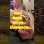 PetVerso 🐾 | A História do Pet Bagunceiro Efetivado: Ninguém Te Contou Esse Segredo!  #pets