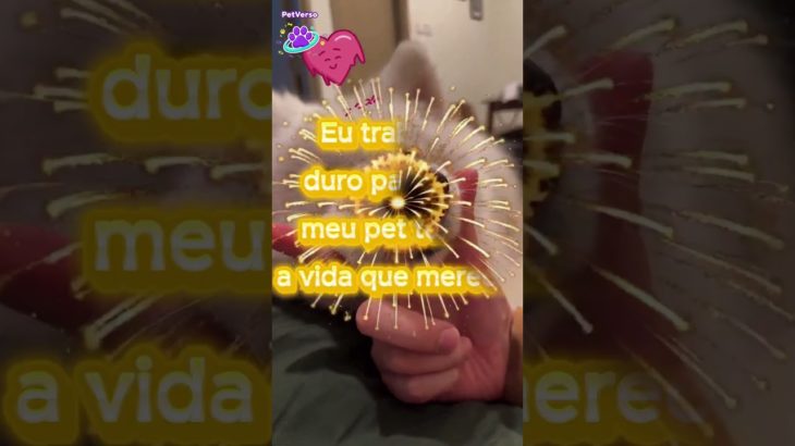 PetVerso 🐾 | A História do Pet Bagunceiro Efetivado: Ninguém Te Contou Esse Segredo!  #pets