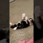 RANKING FUNNY PET MOMENTS..🐶🙀