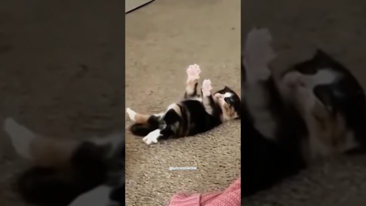 RANKING FUNNY PET MOMENTS..🐶🙀