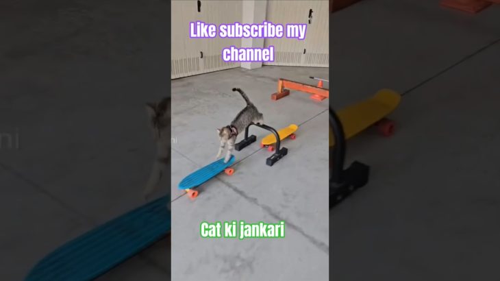 Smart! cat! playing #shorts #funny #pet #fun #god #kitty #ytshorts #viral #video #like #subscribe #👍