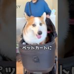 ペットカートTAVOに乗ってコーギーのセナくんもご満悦！CAMBYのペットマッサージ待ち時間に体感できます！
