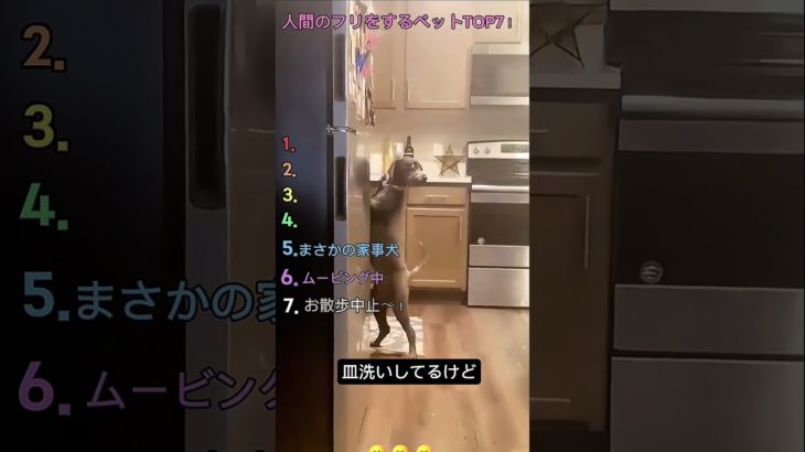 人間のフリをするペットTOP7！