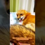 The Pet’s Adorable Sulking Moment #CutePets #FunnyAnimals #thucung #shortsvideo