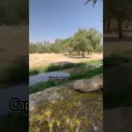 The beauty in the parks of Saudi Arabia #shorts #reelsvideo #riyadh #saudiarabia