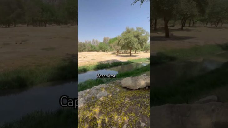 The beauty in the parks of Saudi Arabia #shorts #reelsvideo #riyadh #saudiarabia