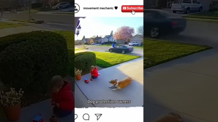 The last one! Dog protects owner #pet# dog #animal