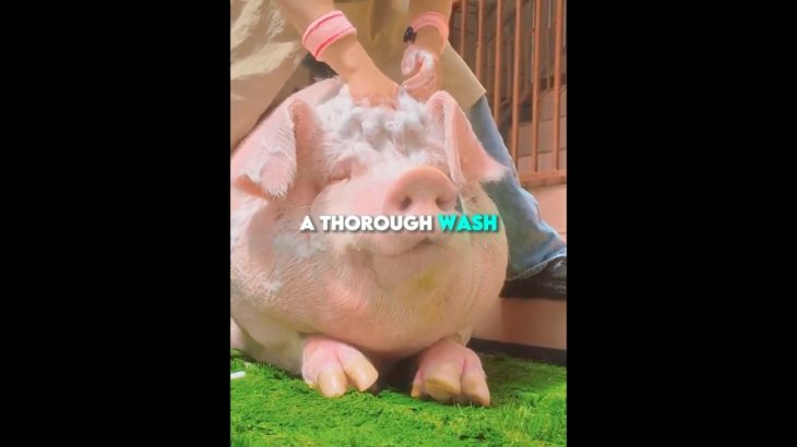 This Man Has The Cutest Pet Pig 🐷😍 #shorts