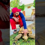 This Pet Is Very Friendly With Me 😍#shorts #ytshorts #trending #viral #viralshorts #pets #cute