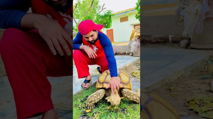 This Pet Is Very Friendly With Me 😍#shorts #ytshorts #trending #viral #viralshorts #pets #cute