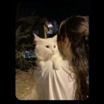 This trend  #trendingbirds g #trendingshorts #cat #pet #animals