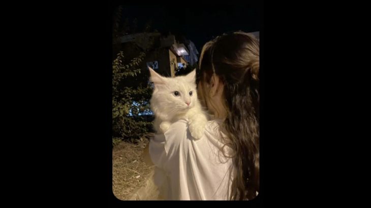 This trend  #trendingbirds g #trendingshorts #cat #pet #animals