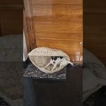 🐾  What happens when you buy a bed for a naughty pet 😜 🐕 | Jack Russell Terrier #jackrussellterrier